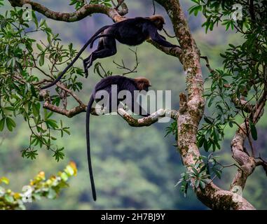 Le singe langur Nilgiri court et saute sur un arbre dans son habitat naturel dans une forêt dense et verte. Ce primate a une fourrure noire brillante et une longue queue. Banque D'Images