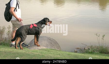 L'homme et son chien de compagnie au bord du lac.Copier l'espace. Banque D'Images