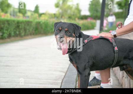 Chien avec un propriétaire d'animal de compagnie au parc.Copier l'espace. Banque D'Images