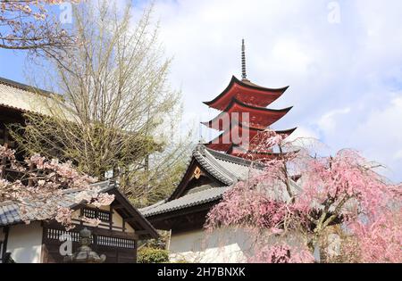 Pagode Goju-no-to (pagode Gojunoto, pagode à cinq étages) et arbre sakura en fleurs, Sanctuaire d'Itsukushima, île sacrée de Miyajima, Japon.Fleur de cerisier Banque D'Images