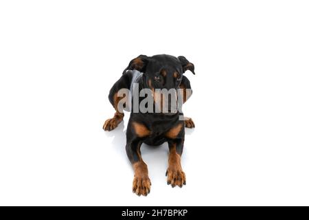 chien dobermann doux regardant à côté et s'allonger sur fond blanc en studio Banque D'Images