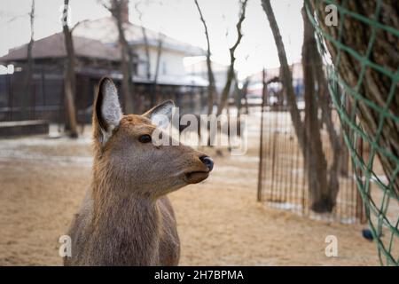 Gros plan sur les jeunes cerfs.Reproduction et reproduction d'animaux sauvages dans les réserves naturelles.Regarde directement dans l'appareil photo.Mise au point douce arrière-plan flou.Neutre c Banque D'Images
