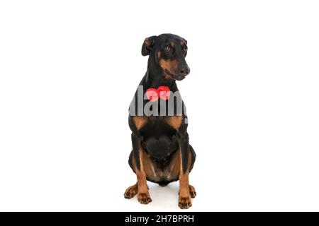 petit chien dobermann timide avec noeud papillon rouge autour du cou regardant vers le haut et assis isolé sur fond blanc en studio Banque D'Images