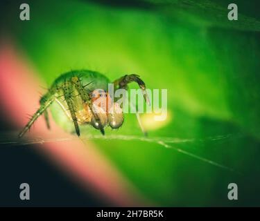 Petite araignée sur une toile d'araignée entre deux plantes Banque D'Images