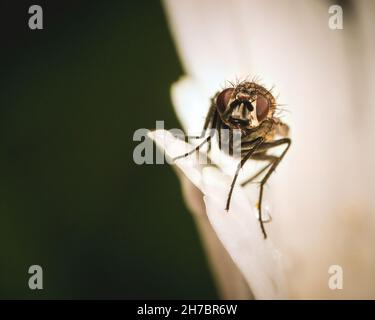 Petite mouche sur une feuille dans la nature.Capturé en tant que macro dans la forêt. Banque D'Images