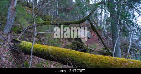 Les falaises long Ziedleju de 40 m sont composées de grès rougeâtres de la suite Gauja.Un affleurement de grès sur les rives de la rivière Gauja, Incukalns, Lettonie. Banque D'Images