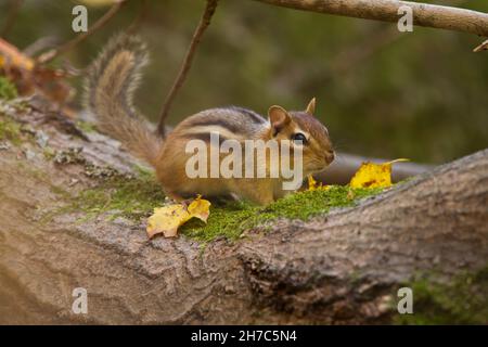 Un écureuil est à l'affût de la nourriture au coin d'un grand arbre Banque D'Images