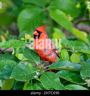 Magnifique perches d'oiseau cardinal sur un membre d'arbre Banque D'Images