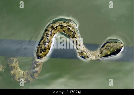 Reptiles dans leur environnement naturel. Banque D'Images