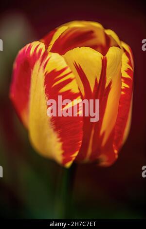 Tulipe jaune vif et rouge avec un magnifique bokeh pris dans un jardin printanier à St. Croix Falls, Wisconsin, États-Unis. Banque D'Images