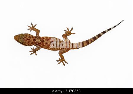 Reptiles dans leur environnement naturel. Banque D'Images