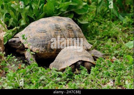 Reptiles dans leur environnement naturel. Banque D'Images