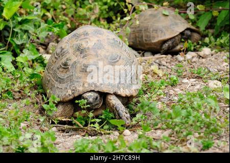 Reptiles dans leur environnement naturel. Banque D'Images