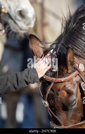 Une femme attaque la tête d'un cheval de couleur châtaignier. Banque D'Images