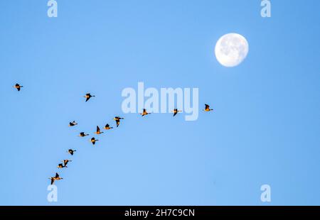 Ciel bleu clair et pleine lune alors que les oies migratrices se dirigent vers leurs aires d'alimentation dans le Lancashire à l'aube.Burscough, Lancashire.Météo au Royaume-Uni ; novembre 2021. Banque D'Images