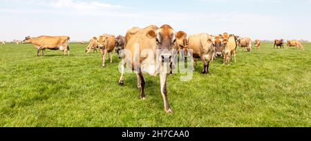 Groupe de vaches en jersey paissant dans le pâturage, paisible et ensoleillé dans le paysage frison hollandais de terre plate avec un ciel bleu et un horizon droit, large Banque D'Images