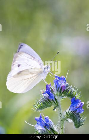Grand papillon blanc - Pieris brassicae - reposant sur une fleur d'Echium vulgare, connu sous le nom de bugloss et blueweed de viper Banque D'Images