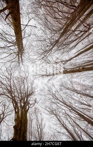 Forêt vue d'en-dessous le jour de novembre brumeux Banque D'Images