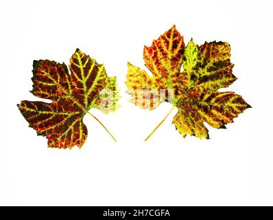 photo de studio de feuilles de vigne colorées sur fond blanc Banque D'Images