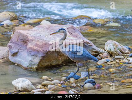 Un grand héron bleu (Ardea herodias) marche le long à la recherche de poissons dans la fourche nord de la rivière Virgin dans le parc national de Zion, Springdale, Utah, États-Unis. Banque D'Images