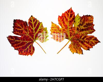 photo de studio de feuilles de vigne colorées sur fond blanc Banque D'Images