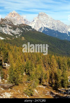 Bois de mélèze et Tofano, Tofana ou le Tofane Gruppe, Alpes Dolomités montagnes, Italie Banque D'Images