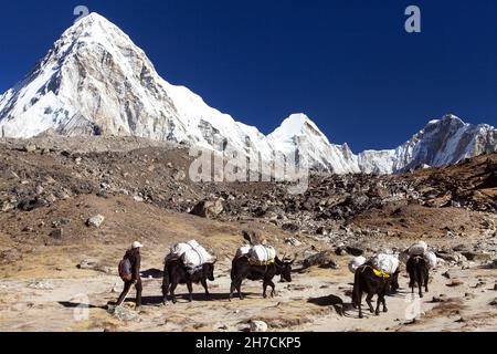 Caravane de yaks sur le chemin du camp de base de l'Everest Et le Mont Pumo ri - Népal Himalaya montagnes Banque D'Images