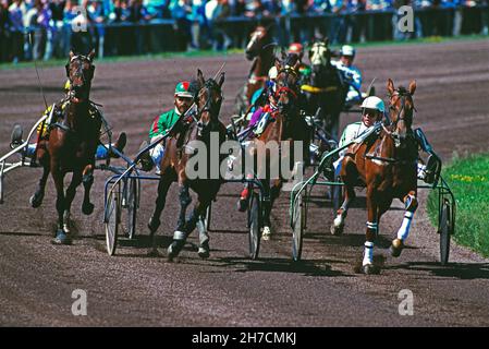 Sport.Courses hippiques.Chemin de câbles. Banque D'Images