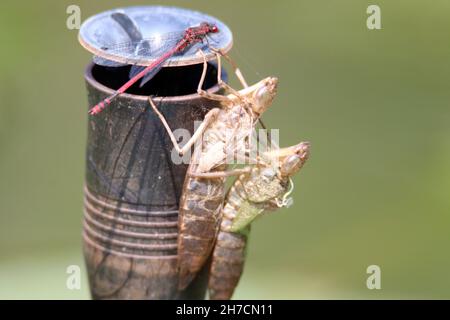 Grande mouche rouge (Pyrrhosoma nymphula), avec exuviae à une pompe, Allemagne Banque D'Images