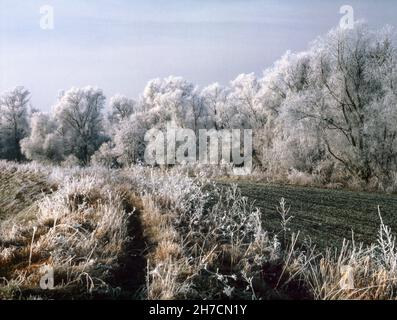 Paysage d'hiver dans les plaines inondables d'Amper près de Moosburg, Allemagne, Bavière Banque D'Images