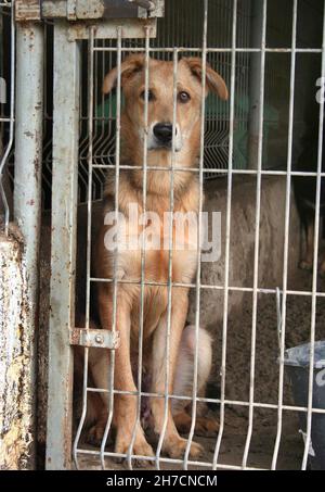 Chien domestique (Canis lupus F. familiaris), chien en chenil, Allemagne Banque D'Images