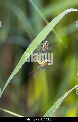 Rare aeshna, Hawker migrant (Aeshna mixta), roue d'accouplement sur une lame de roseau couverte de rosée, Allemagne, Bavière Banque D'Images