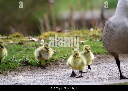 La bernache du Canada (Branta canadensis), les gossins traversent un chemin à côté de leur mère, l'Allemagne Banque D'Images