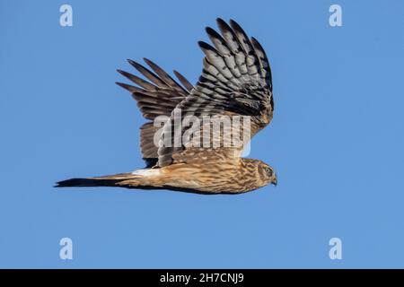 Hen harrier (Circus cyaneus), femme en vol, Allemagne, Bavière Banque D'Images