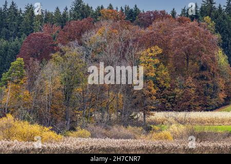 Rive du lac avec zone de roseau et forêt de galeries avec des sangsues communes aux couleurs d'automne, Allemagne, Bavière, lac Chiemsee Banque D'Images