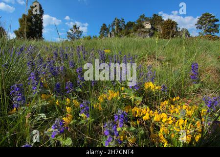 Bugleweed, bugle de Genève, bugleweed alpins (Ajuga genevensis), fleurissent avec Chamaecytisus ratisbonnensis dans un pré rugueux, Allemagne, Bavière, Banque D'Images