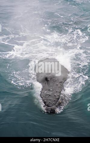 Baleine à bosse (Megaptera novaeangliae), souffle à la surface de l'eau, Antarctique Banque D'Images