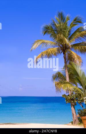 Plage de rêve à Samoa occidentales, Samoa Banque D'Images