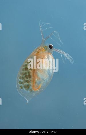 puce d'eau commune (cfDaphnia pulex), femelle avec des larves de nauplius dans la chambre de reproduction, Allemagne, Bavière Banque D'Images