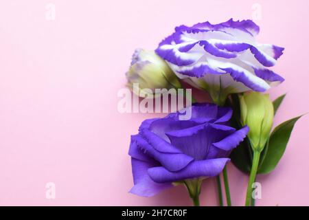 Belles fleurs d'eustoma pourpres et blanches (lisianthus) en pleine floraison avec des feuilles vertes.Bouquet de fleurs sur fond rose. Banque D'Images