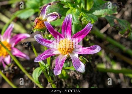 Dahlia 'Trelyn Red Dragon' plante florale d'automne d'été avec une fleur d'été pourpre, image de stock photo Banque D'Images