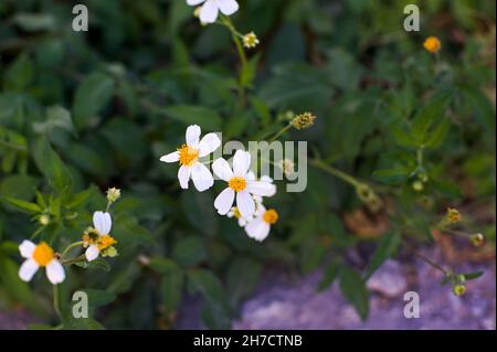 Cliché sélectif de fleurs bidens alba en fleurs Banque D'Images