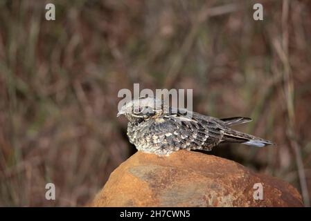 Boîte de nuit indienne, Caprimulgus Asiaticus, Bhigwan, Solapur, Pune,Maharashtra, Inde Banque D'Images