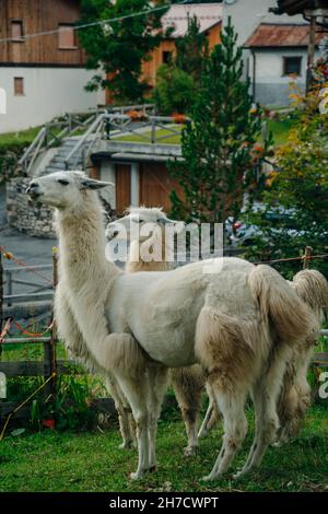 Lamas sur la route de trekking depuis le magnifique paysage de la nature dans les Dolomites, Italie.Photo de haute qualité Banque D'Images