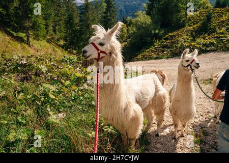 Lamas sur la route de trekking depuis le magnifique paysage de la nature dans les Dolomites, Italie.Photo de haute qualité Banque D'Images