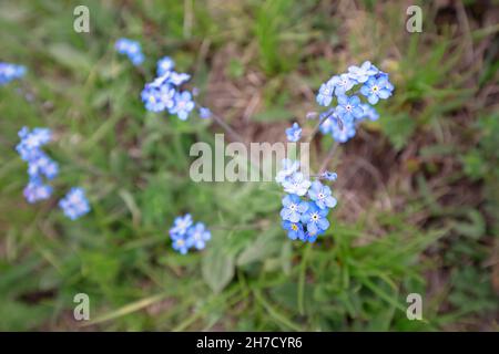 Alpine Forget-me-not pousse dans un déluge dans les montagnes Banque D'Images