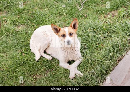 Un chien solitaire errant mongrel se trouve sur la pelouse et regarde drôle à l'appareil photo Banque D'Images