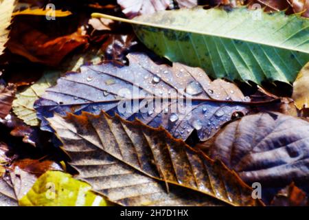 Image floue de feuilles de chêne sec, châtaignier et hêtre avec des gouttelettes d'eau sur le sol dans la forêt éclairée par la lumière du soleil.Automne, nature et vieillissement Banque D'Images