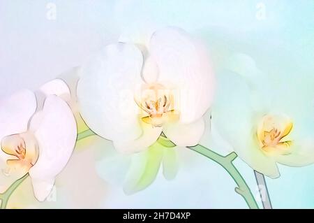 Amélioration de l'image numérique d'une orchidée Phalaenopsis blanc sur fond blanc Banque D'Images