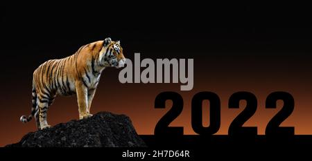 Concept de la nouvelle année de 2022.Carte du nouvel an.Tigre sur pierre avec coucher de soleil Banque D'Images
